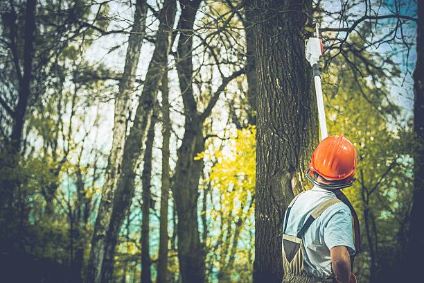 How Our Tree Care Process Works  in  Dundee, MI